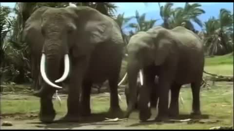 the African elephants shown in one place