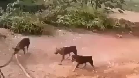 5 Dogs Attack Cobra Snake