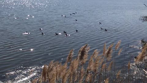 Ducks on lake sequoyah!