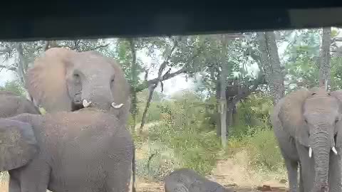 Drinking elephant who is a couple of months old
