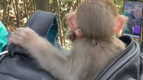 Baby monkey eating