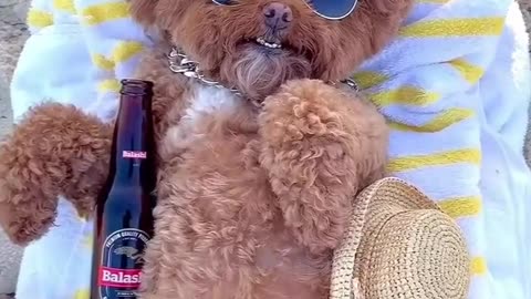 Dog on Vacation 💛