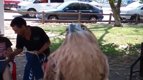 Bird falcon