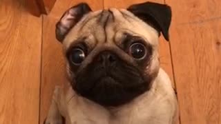 Impatient Pug snatches treat