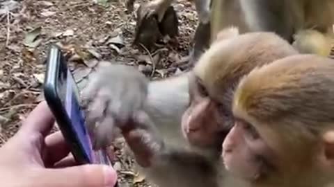 Monkey amd his baby watch mobile ph and eatting milk ,# Rumble