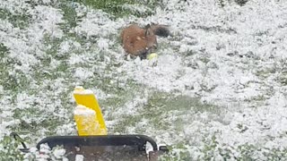 Sweet Fox Plays in the Snow