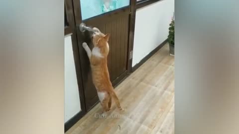 New Funny Animal Videos 2024 😍 Funniest Dogs and Cute Cats 🐱🐶