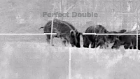27 Creedmoor AI | 116 Absolute Hammer | Perfect Double
