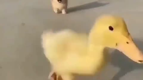 duckling being chased by a puppy
