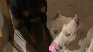 Dog Snitches Over Destroyed Bucket