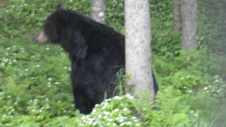 Bear Turns Tree into Backscratcher