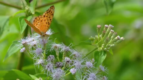 Philippines Butterflies