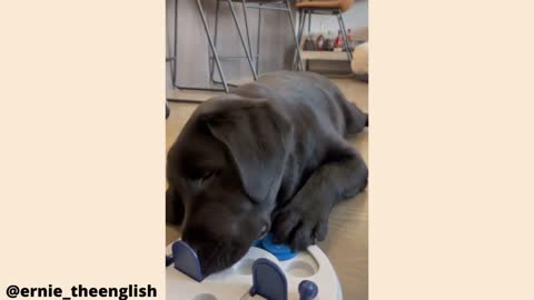 Watch how this labrador plays with a puzzle