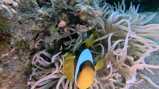 Mom Clownfish Looking After Baby in Anemone