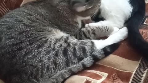 Funny and cute cats - Cats lick each other