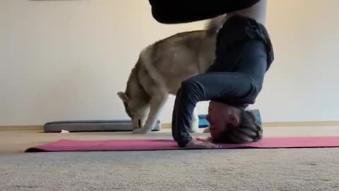Watch this husky totally ruin a yoga workout