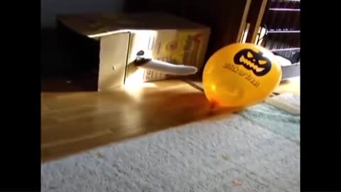 Cat Reaction to Playing Balloon - Funny Cat Balloon Reaction Compilation4