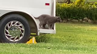 Trinket on the horse Trailer