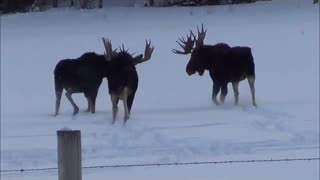 Moose fighting !