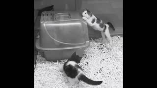 Slow Motion Kittens.... Too CUTE!!!!!! :)