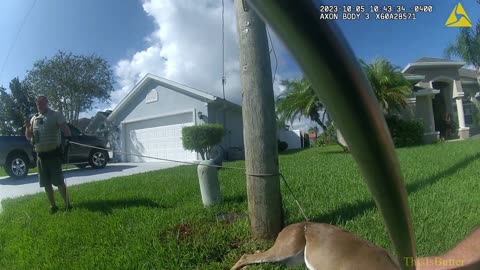 Deer euthanized after it attacks Florida man gardening in his yard