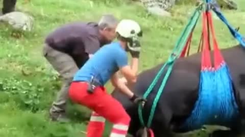 Save the cow by helicopter from a stormy day