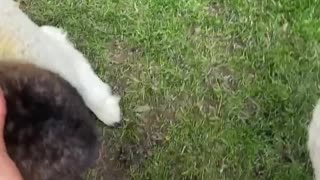 Possum Goes for a Ride on a Lamb