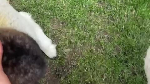 Possum Goes for a Ride on a Lamb
