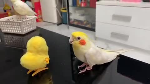 Cute Copycat Cockatiel