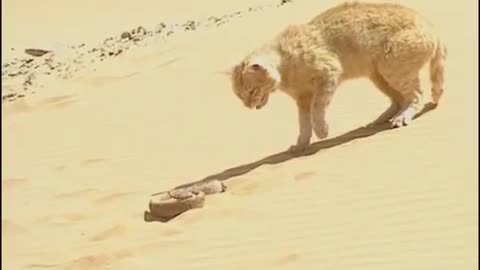 sand cat VS desert sanke