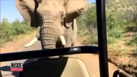 Arnold Schwarzenegger Get Chased By Angry Elephant While on Safari