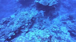 Shark Circles Around Scuba Divers