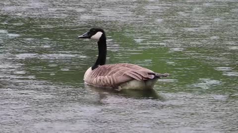 The beautiful goose in the lake