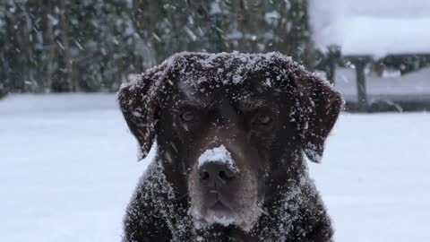 beautiful dog in the snow