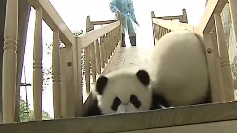 Cute pandas playing on the slide