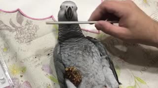 African Grey gets a pedicure