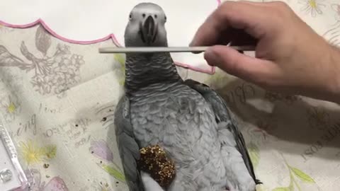 African Grey gets a pedicure