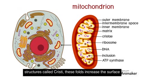 what is Mitochondria ,structure and function of Mitochondria #viral #2023 #education#learning