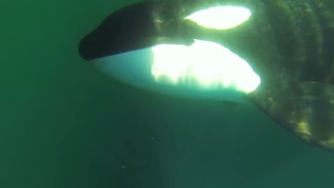 Unique Orca encounter in the Sea of Cortez...Bahia de los Angeles, Mexico.
