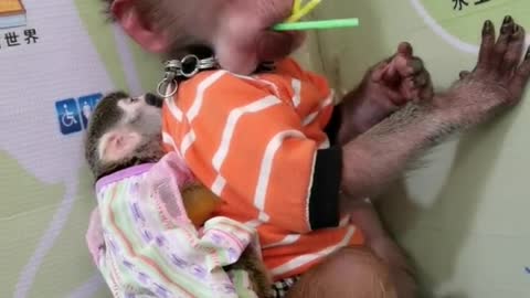 Little monkey eating delicious lollipop