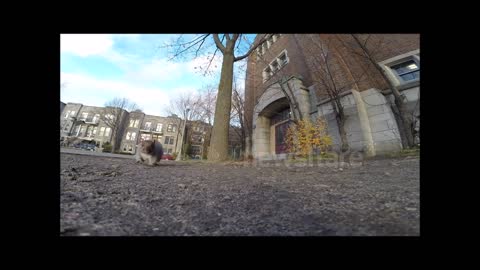 Squirrel steals GoPro and carries it up a tree