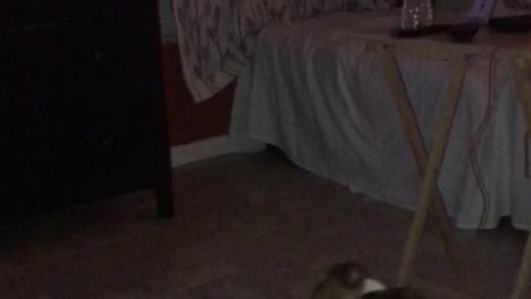 Spirit orbs of my dead dog