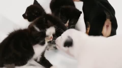Puppies 🐕 meet their kitten 😸 friends first time