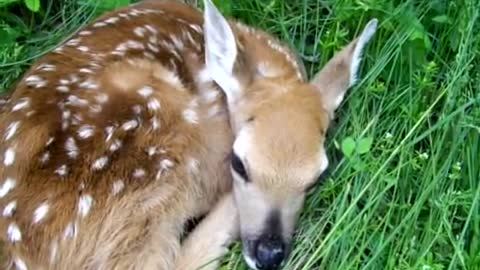 Newborn Fawn Meets Golden Retriever