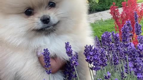 Puppy in a Lavender Field!