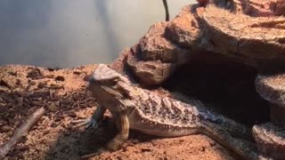 My Bearded Dragon