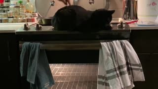 Poke the Cat to Turn on Oven Light