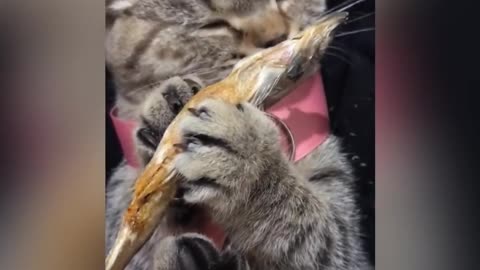 Adorable Tabby Cat Eating Dry Fish ASMR