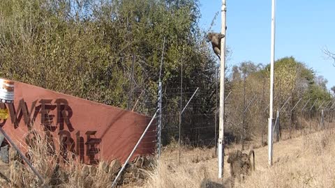 Clever baboons breaking into fence wired camp