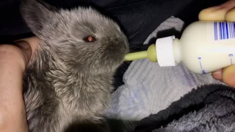 Bottle Feeding a Baby Rabbit